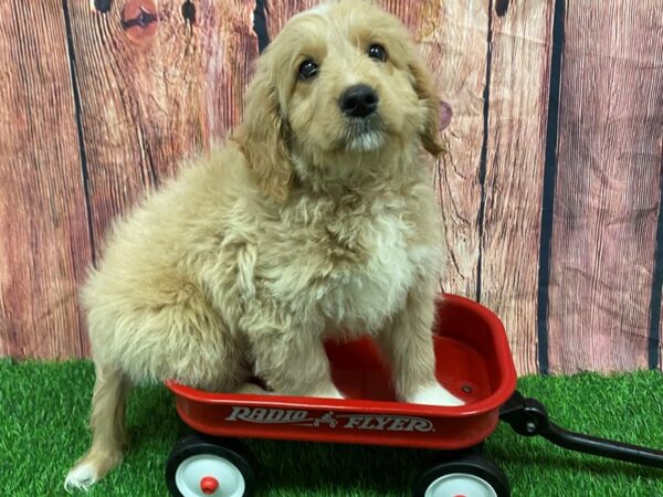 [#28935] Golden Male Goldendoodle Mini Puppies for Sale