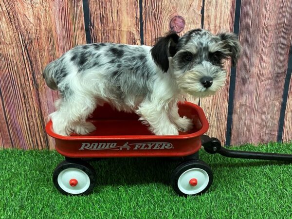 [#28933] Blue Merle Male Miniature Schnauzer Puppies for Sale