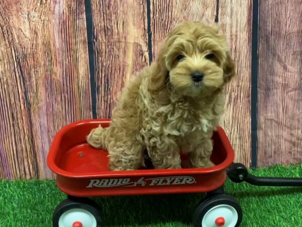 [#28936] Buff Female Cock A Poo Puppies for Sale