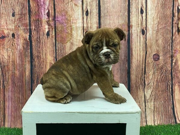 [#28929] Chocolate Male English Bulldog Puppies for Sale