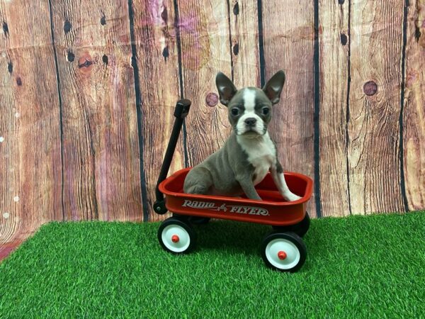 [#28927] Blue Female Boston Terrier Puppies for Sale