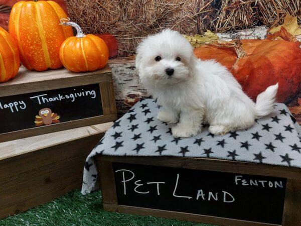 [#1588] White Male Maltese Puppies for Sale