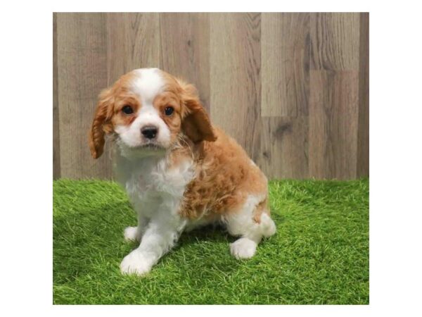 [#1595] Blenheim Male Cavalier King Charles Spaniel Puppies for Sale