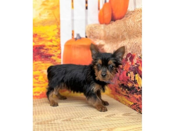 [#28893] Black / Tan Female Yorkshire Terrier Puppies for Sale