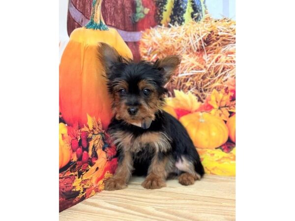 [#28894] Black / Tan Male Yorkshire Terrier Puppies for Sale