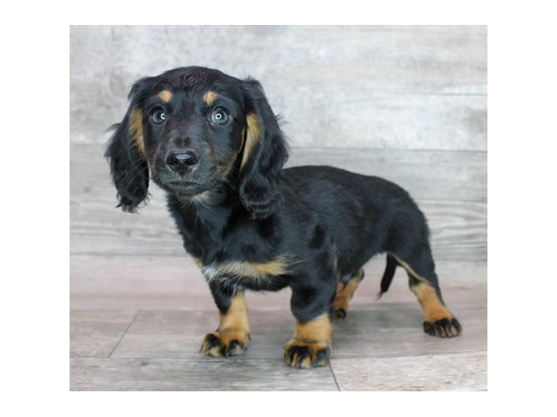 Dachshund - 28888 Image #1