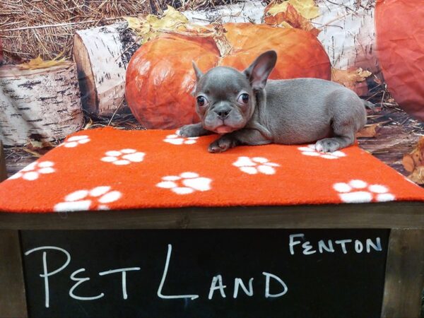 [#1607] Blue Female Frenchton Puppies for Sale