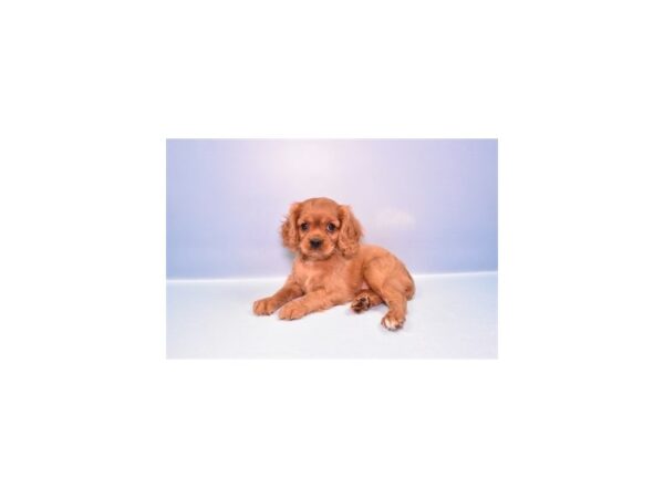 [#28896] Ruby Female Cavalier King Charles Spaniel Puppies for Sale