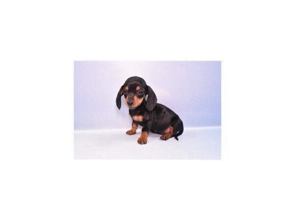 [#28897] Black and Tan Female Dachshund Puppies for Sale