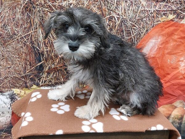 [#1622] Black / Silver Female Miniature Schnauzer Puppies for Sale
