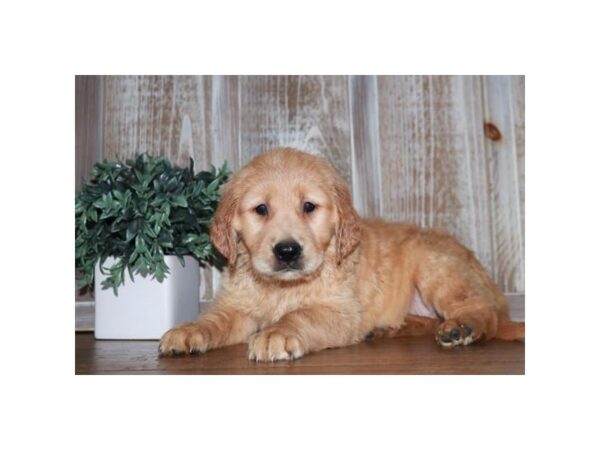 [#28910] Cream Female Golden Retriever Puppies for Sale