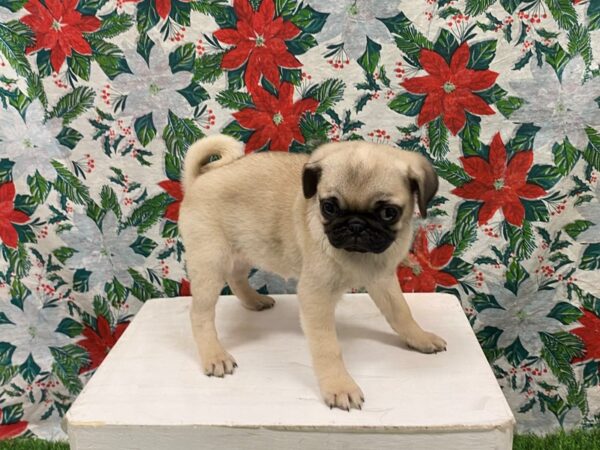 [#28913] Fawn Female Pug Puppies for Sale
