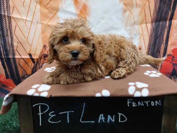 [#1664] Red Female Cavapoo Puppies for Sale