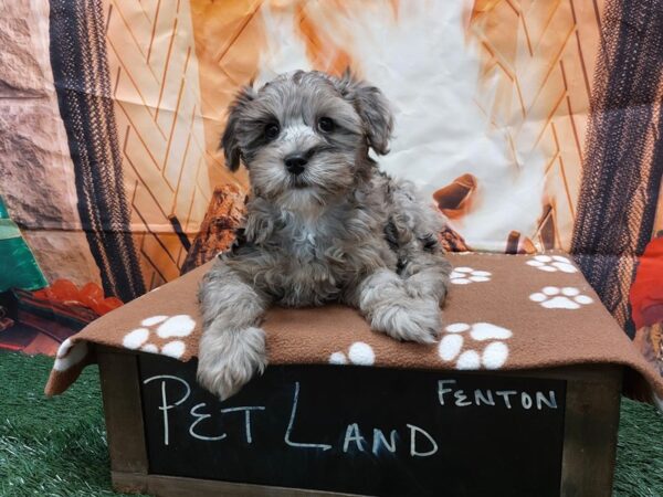 [#1652] Blue Merle Female Yorkiepoo Puppies for Sale