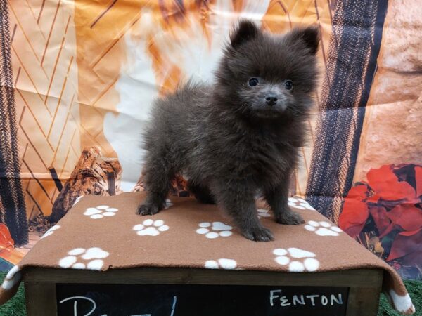 [#1644] Blue Male Pomeranian Puppies for Sale