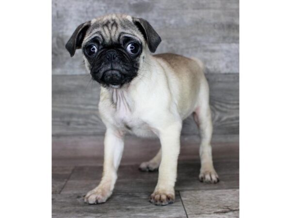 [#1666] Fawn Female Pug Puppies for Sale