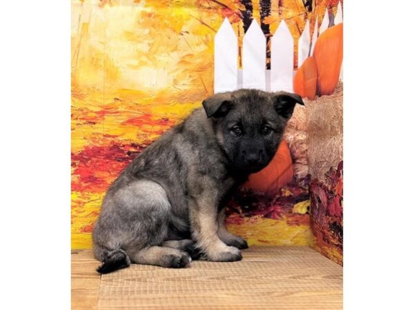[#28943] Male Norwegian Elkhound Puppies for Sale