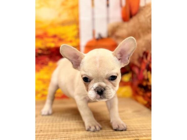 [#28942] Cream Female French Bulldog Puppies for Sale