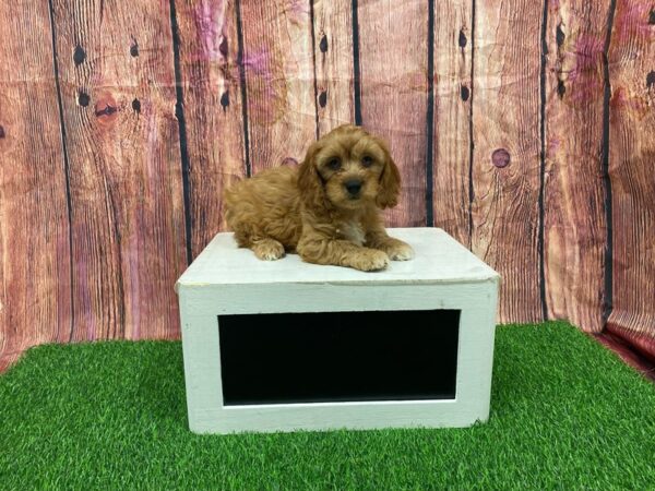 [#28946] Red Male Cavapoo Puppies for Sale