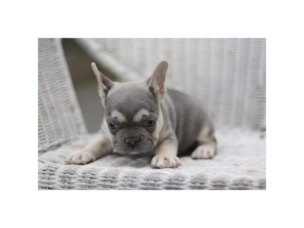 [#28953] Blue / Tan Male French Bulldog Puppies for Sale