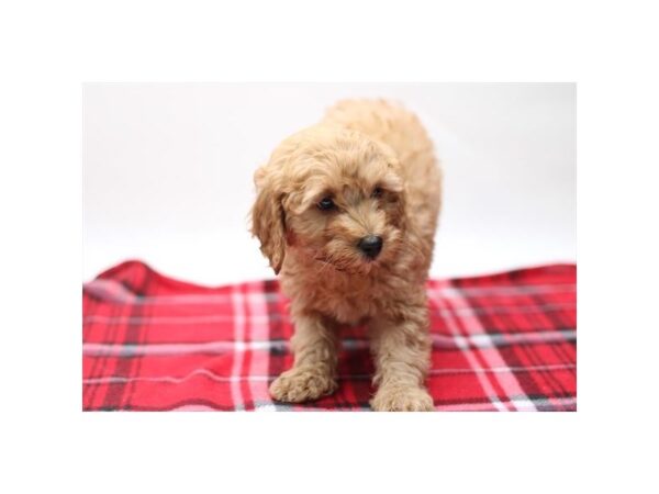 [#28959] Red Female Goldendoodle Mini Puppies for Sale