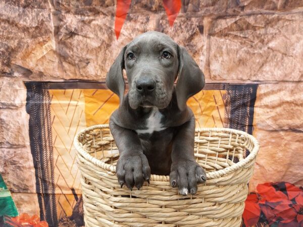 [#1684] Blue Male Great Dane Puppies for Sale