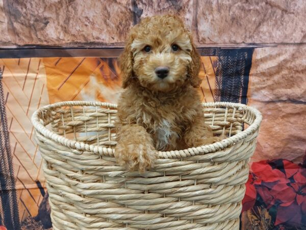 [#1682] Red Male Poodle Puppies for Sale