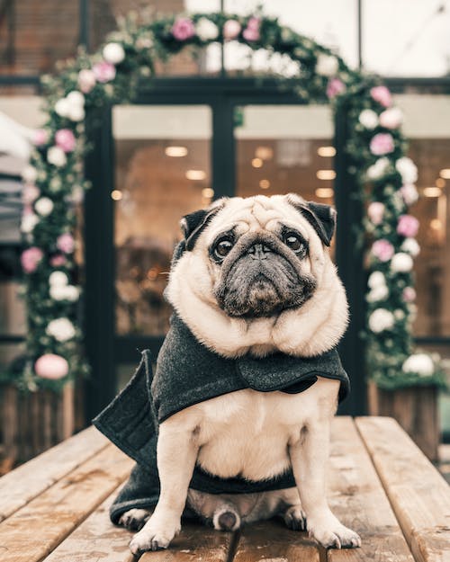 Best Ways to Keep Your Dog Warm in The Winter