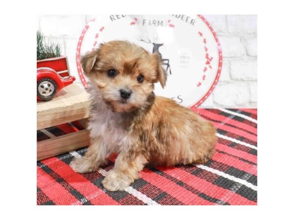 [#29081] Sable Female Morkie Puppies for Sale