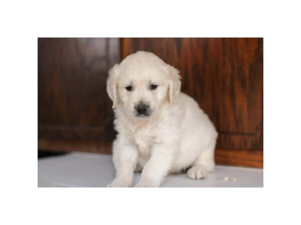 [#29091] Cream Male Golden Retriever Puppies for Sale