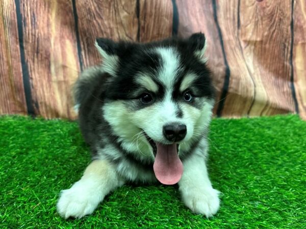 [#29122] Black / White Male Alaskan Klee Kai Puppies for Sale
