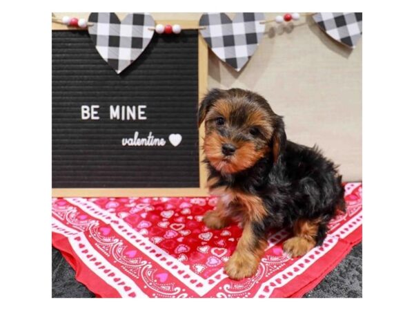 [#1883] Black / Tan Female Yorkshire Terrier Puppies for Sale