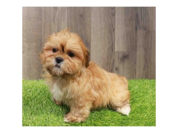 [#29164] Red / White Female Malshi Puppies for Sale