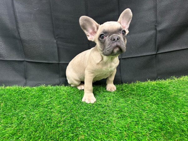 [#29162] Blue Fawn Male French Bulldog Puppies for Sale