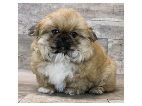 [#1886] Fawn Male Pekingese Puppies for Sale