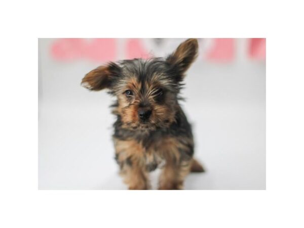 [#29174] Black / Tan Female Yorkshire Terrier Puppies for Sale