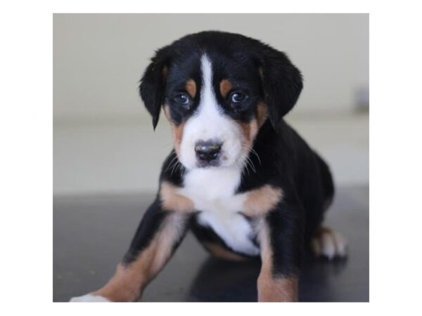 [#29178] Black, White / Red Male Greater Swiss Mountain Dog Puppies for Sale