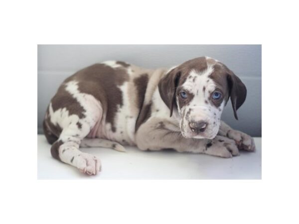 [#29171] Chocolate Harlequin Female Great Dane Puppies for Sale