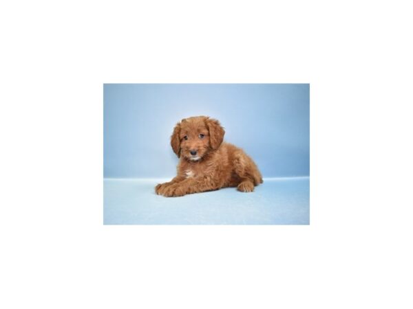 [#29189] Red Female Cockapoo 2nd Generation Puppies for Sale