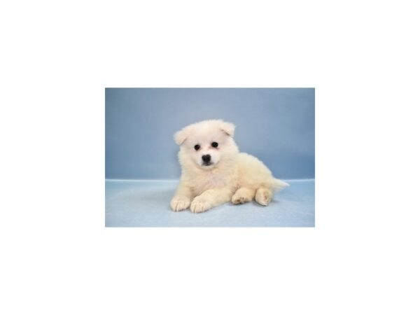 [#29192] White Female American Eskimo Puppies for Sale