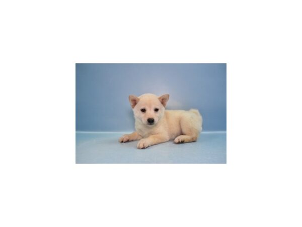 [#29195] Cream Female Shiba Inu Puppies for Sale