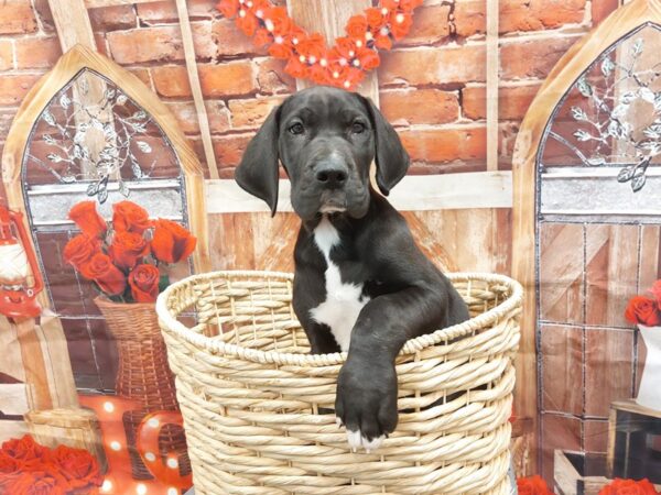 [#1904] Black Male Great Dane Puppies for Sale