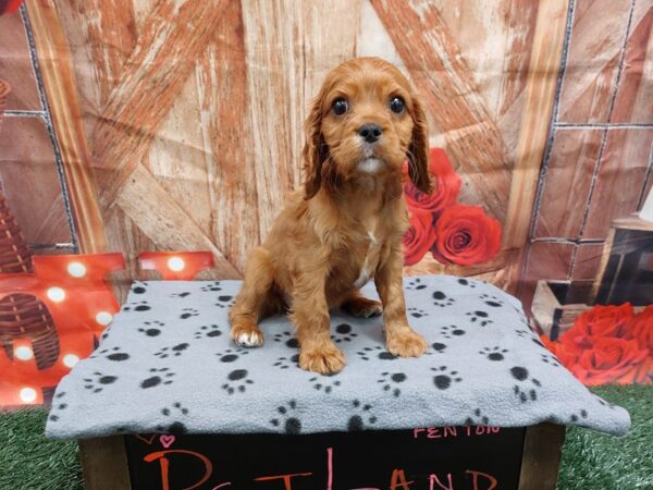 [#1906] Red and White Female Cavalier King Charles Spaniel Puppies for Sale