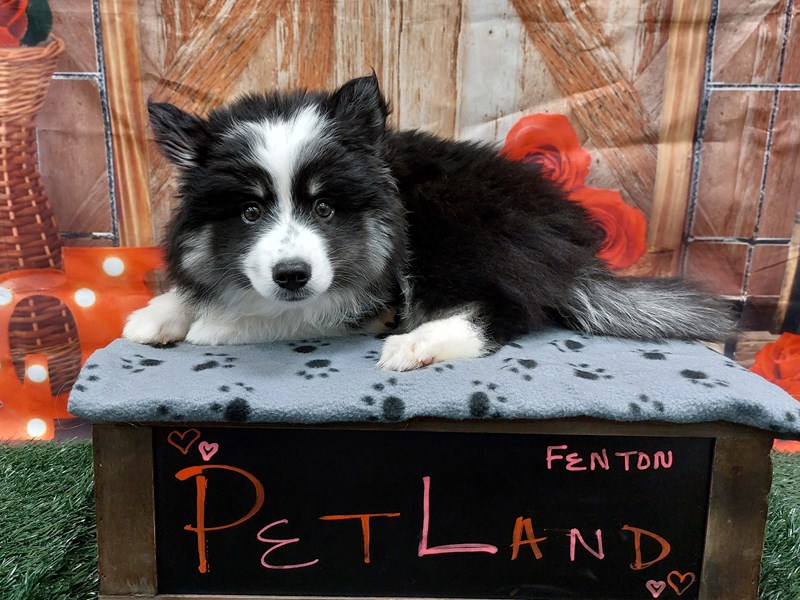 Dogs and Puppies for Sale Petland Lake St. Louis & Fenton