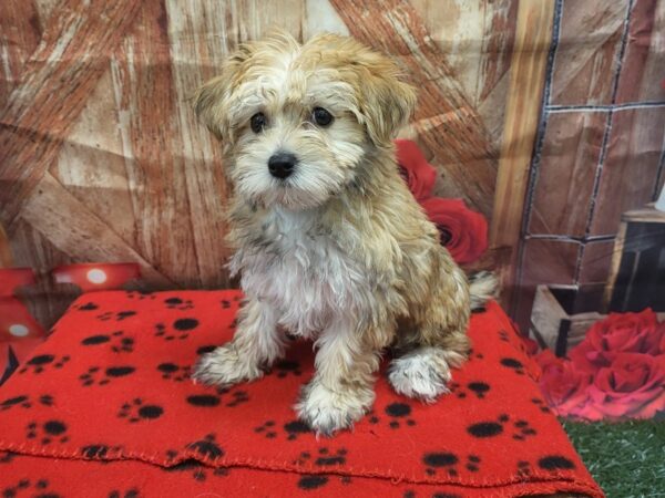 [#1898] Brown Female Morkie Puppies for Sale