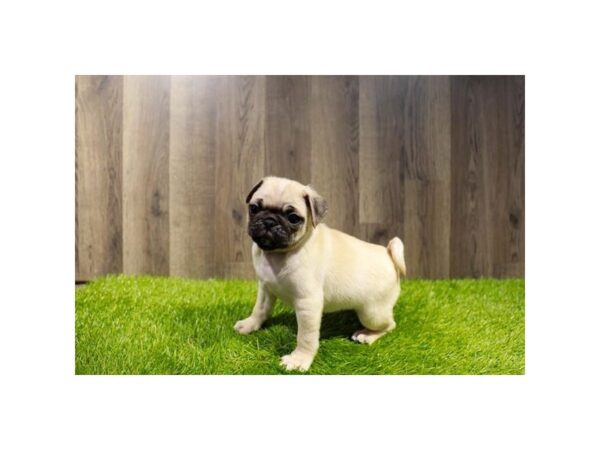 [#1913] Fawn Male Pug Puppies for Sale