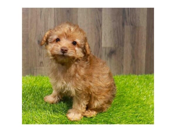 [#29202] Golden Female Yorkiepoo Puppies for Sale
