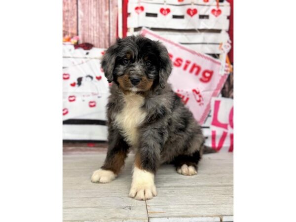 [#29203] Blue Merle Male Bernedoodle Puppies for Sale