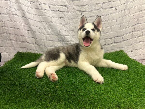 [#29187] Black / White Male Siberian Husky Puppies for Sale