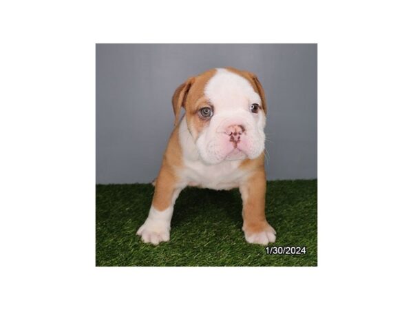[#29210] Red Fawn Male English Bulldog Puppies for Sale
